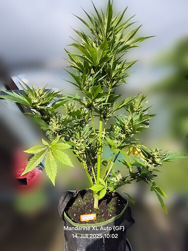 Mandarine XL Auto (Ganja Farmer)