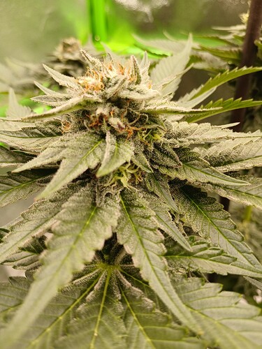 Growreport Bild 9