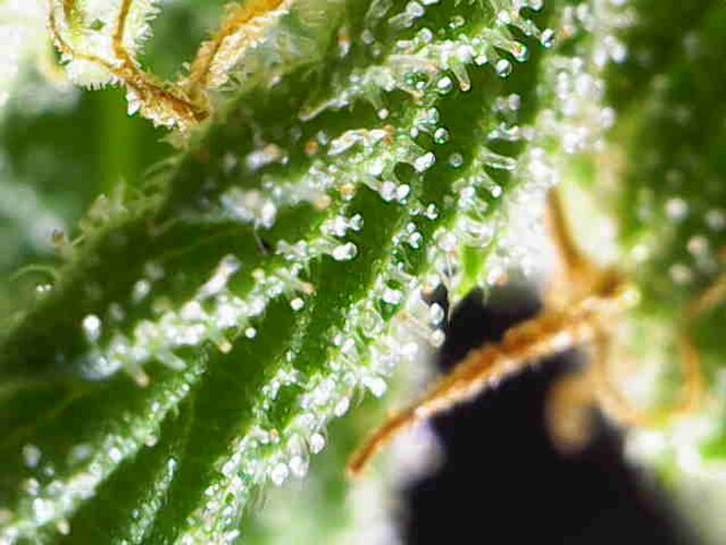 Growreport Bild 30