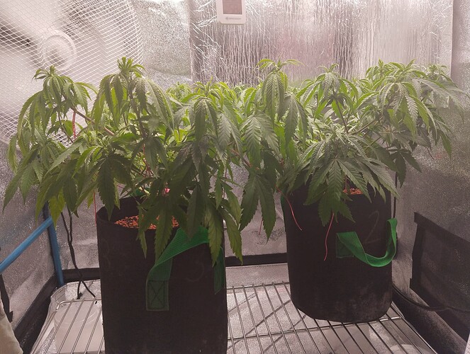 IMG_20241101_172258 - Kopie