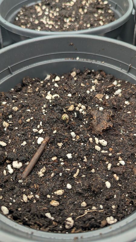 🌱 Grow Together: Snugglez Anango – Vier Grower, eine Genetik, eine Geschichte
