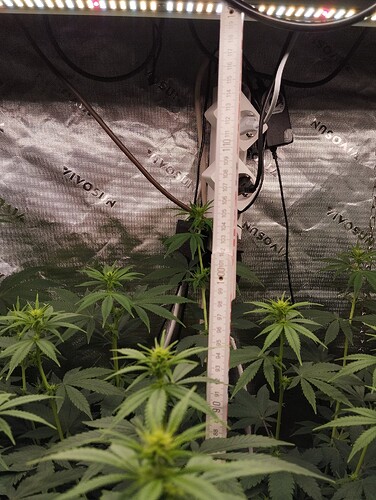 Growreport Bild 20