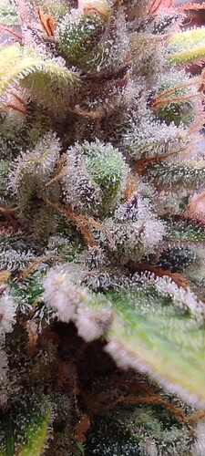 Growreport Bild 2