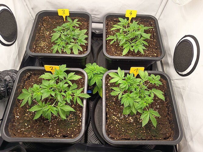 Growreport Bild 3