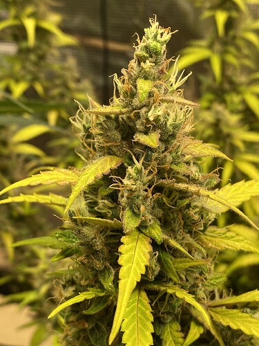 Growreport Bild 61