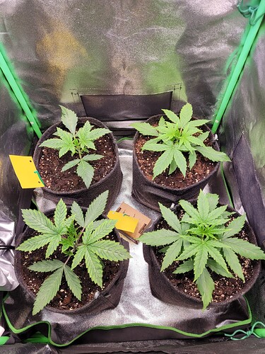 Growreport Bild 7
