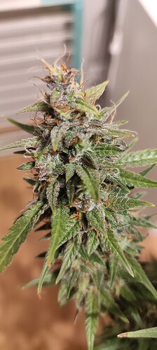 Growreport Bild 10