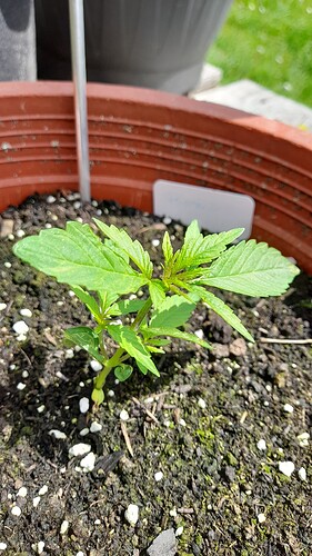 Growreport Bild 26