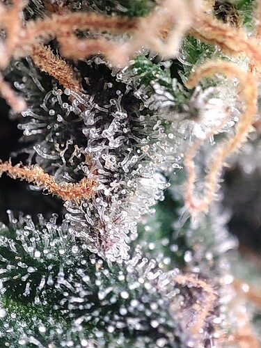 Growreport Bild 38