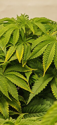 Growreport Bild 3