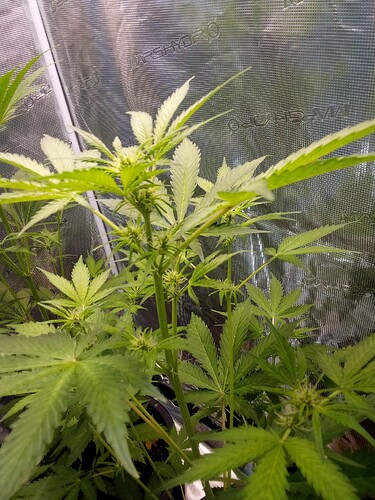 Growreport Bild 4