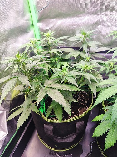 Growreport Bild 6