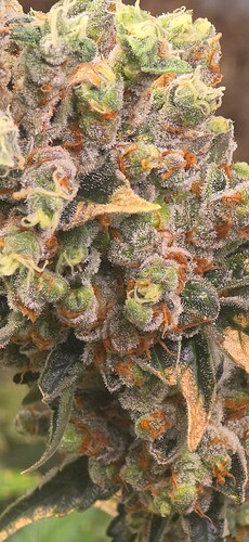 Growreport Bild 6