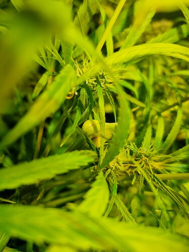 Nahaufnahme einer jungen Cannabispflanze mit hellgrünen Blättern und beginnenden Blütenansätzen.