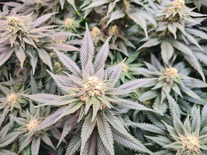 Growreport Bild 3