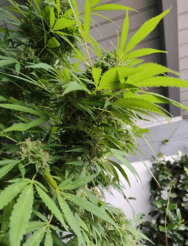 Screenshot_20251021-195259.Files by Google