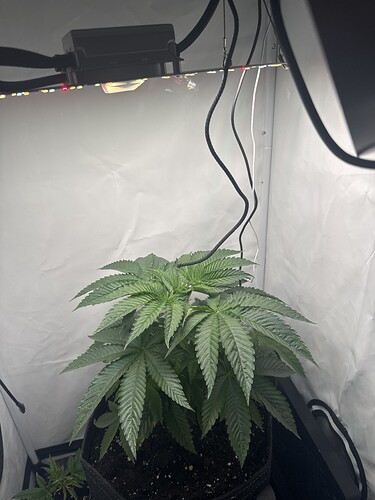 Growreport Bild 6