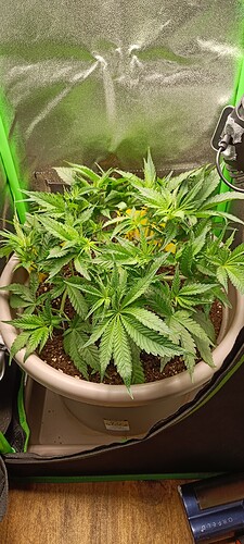Growreport Bild 9