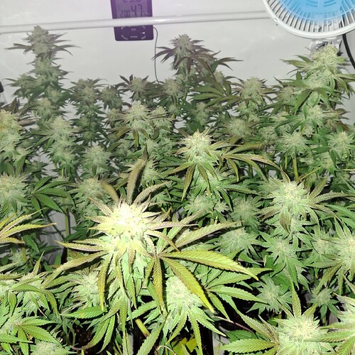 Growreport Bild 4