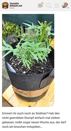 Growreport Bild 5