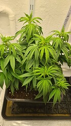 Growreport Bild 23