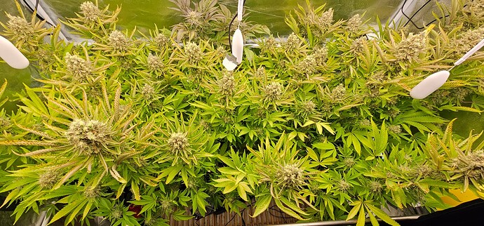 Growreport Bild 41