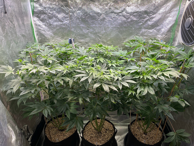 Growreport Bild 1