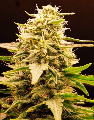 Growreport Bild 7