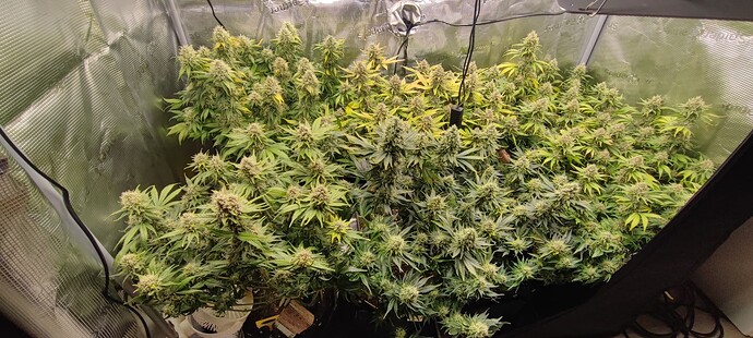 Growreport Bild 15