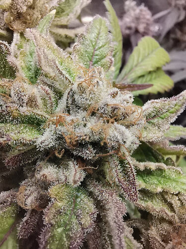 Growreport Bild 11