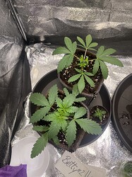 Growreport Bild 9
