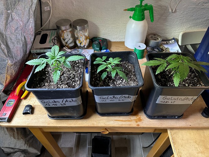 Growreport Bild 12