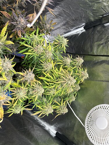 Growreport Bild 7
