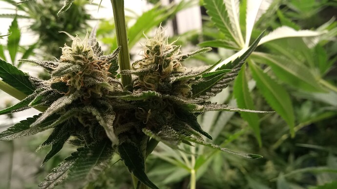 Growreport Bild 28