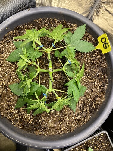 Growreport Bild 62