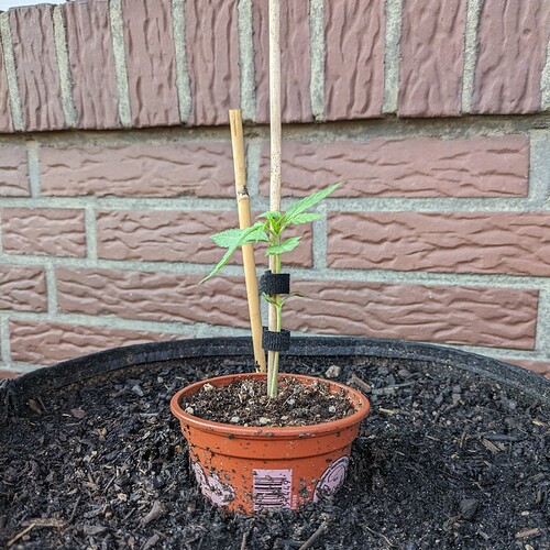 PXL_20240520_171925944