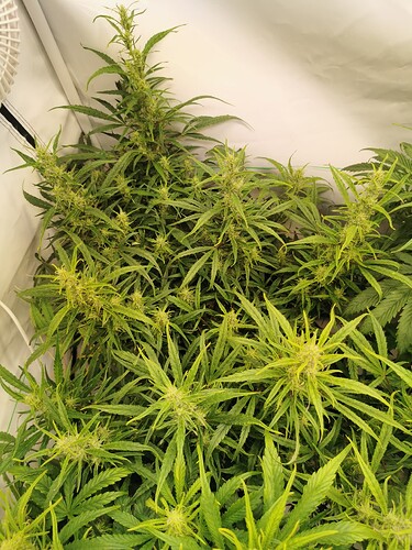 Growreport Bild 4