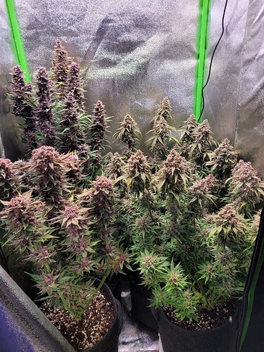 Growreport Bild 19