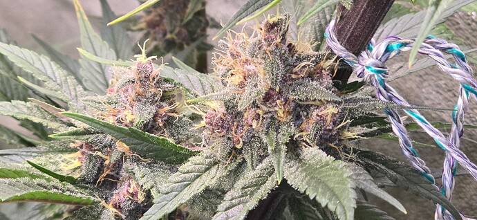 Growreport Bild 7
