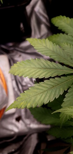 Growreport Bild 1