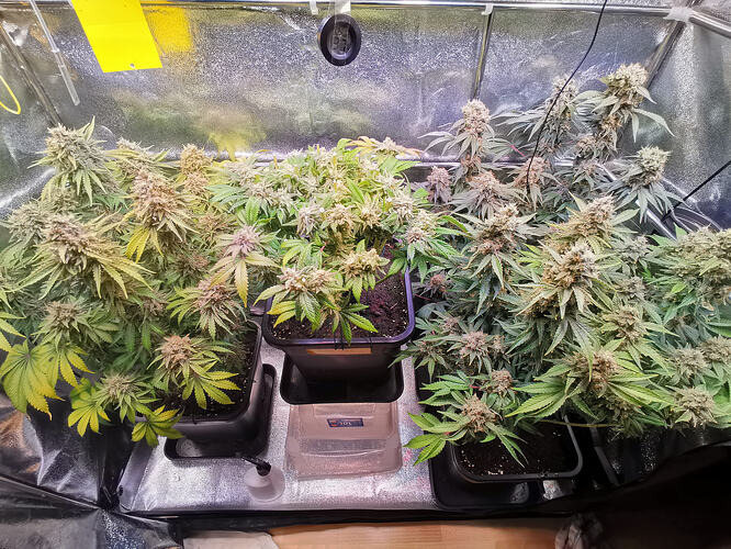 Growreport Bild 16