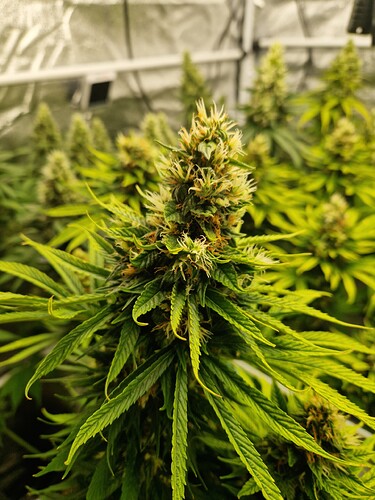 Growreport Bild 4