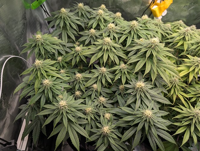 Growreport Bild 6