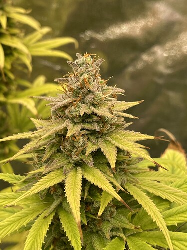 Growreport Bild 6