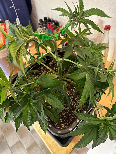 Growreport Bild 19