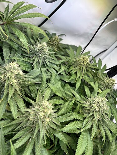 Growreport Bild 15