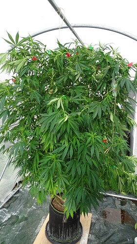 Growreport Bild 4