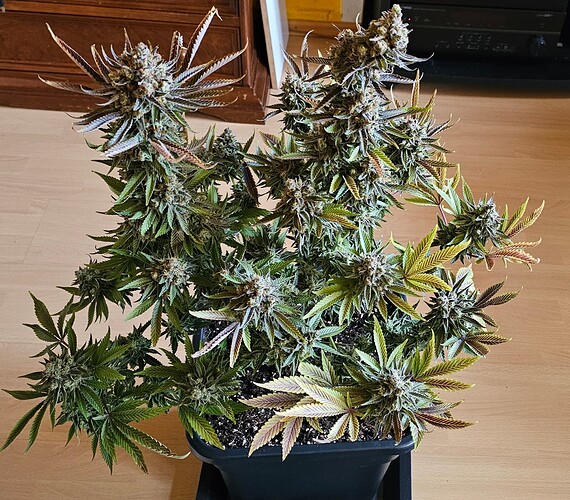 Growreport Bild 35