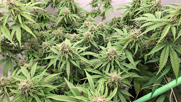 Growreport Bild 309