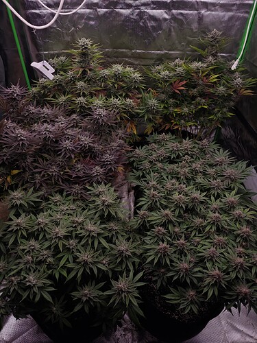 Growreport Bild 11